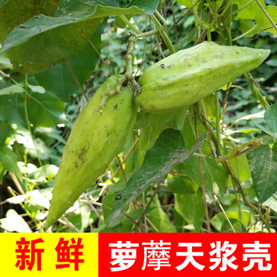 新鲜萝摩果老瓜瓢鲜果有汁液