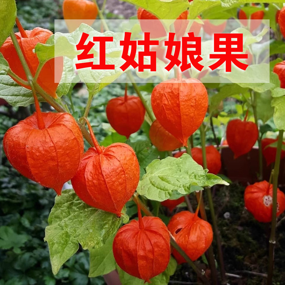 新鲜苦姑娘红姑娘果东北苦菇娘果