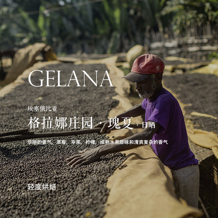咖啡熟豆埃塞俄比亚Gelana瑰夏