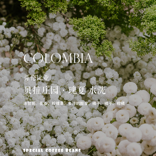 包邮 咖啡豆下单烘焙 哥伦比亚贝拉庄园 瑰夏Geisha 水洗处理
