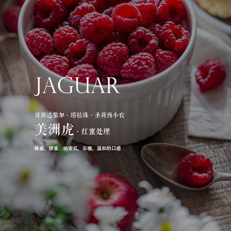 咖啡豆下单烘焙 哥斯达黎加costa rica美洲虎红蜜处理 圣荷西小农