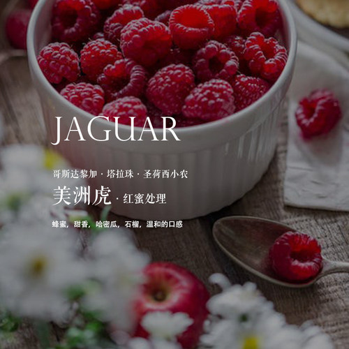 咖啡熟豆哥斯达黎加美洲虎红蜜