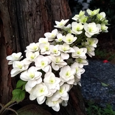 新品栎叶绣球雪花红宝石拖鞋花卉耐晒多年生木本绣球花园庭院植物
