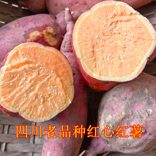 四川老品种黄心红薯新鲜现挖红皮黄薯地瓜软儒香甜泥沙地番薯红苕