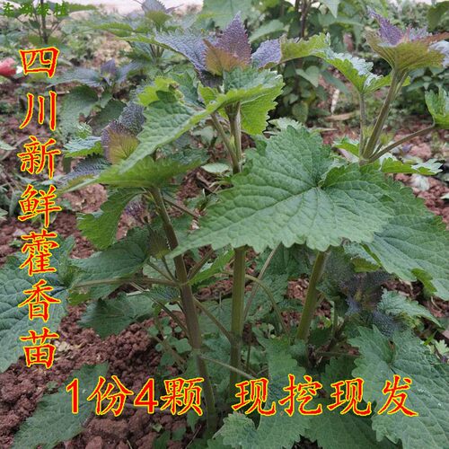 四川新鲜食用藿香苗开春长出来的