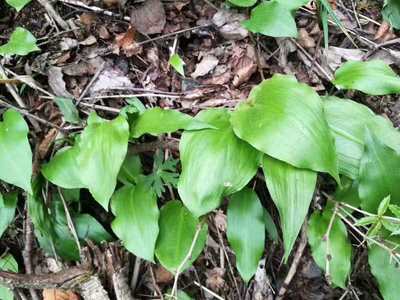 4月发货 野菜鹿耳韭 茖韭山葱 茖葱 天韭新鲜野生菜省外3斤起包邮