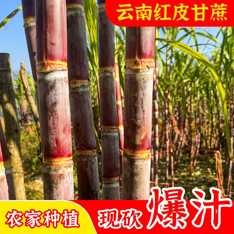 云南老品种红皮甘蔗当季直发新鲜南方孕妇水果现砍薄皮现发整箱