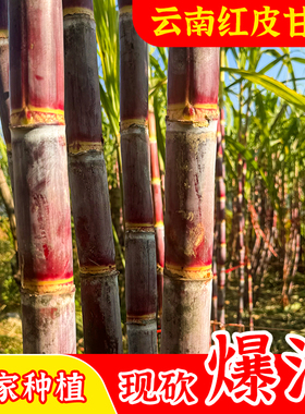 云南老品种红皮甘蔗当季直发新鲜南方孕妇水果现砍薄皮现发整箱