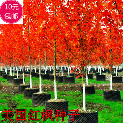 红枫正宗美国日本发芽率高种子