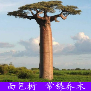非洲进口多肉植物盆栽树苗 猴面包树种子 猴面包果实 种子