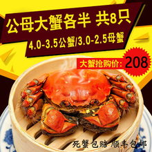 洪泽湖8只特大湖蟹4公4母大螃蟹鲜活现货保证多黄全肥 大闸蟹新款