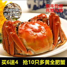 鲜活多黄现货螃蟹 包邮 洪泽湖大闸蟹全肥蟹10只公母对半河蟹大蟹