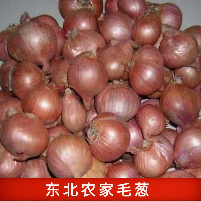 农家老品种毛葱中大混搭无膨大素化肥介意小慎拍