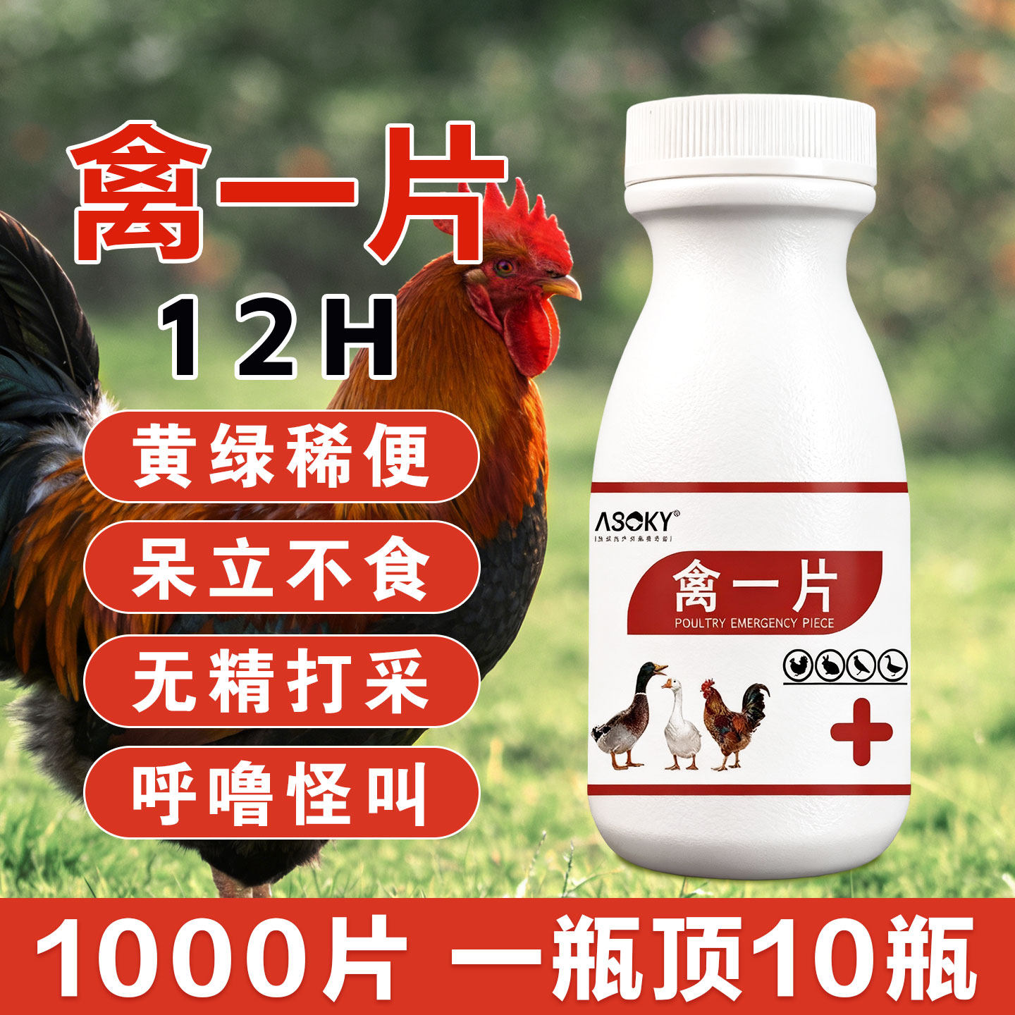禽一片鸡鸭鹅鸽子禽类养殖场通用图片