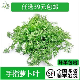 新鲜胡萝卜叶子 手指萝卜菜叶 西餐摆盘装饰烘焙蛋糕点缀花草