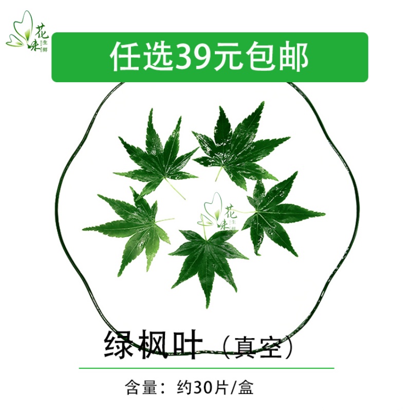 新鲜绿枫叶 真空装 枫树叶 绿枫叶 西餐日料餐饮摆盘点缀装饰40片