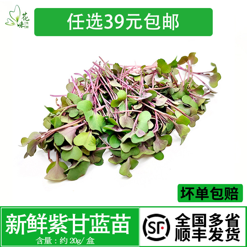 新鲜蔬菜 紫甘蓝苗 可食用芽苗菜 西餐酒店摆盘装饰花草 约20g