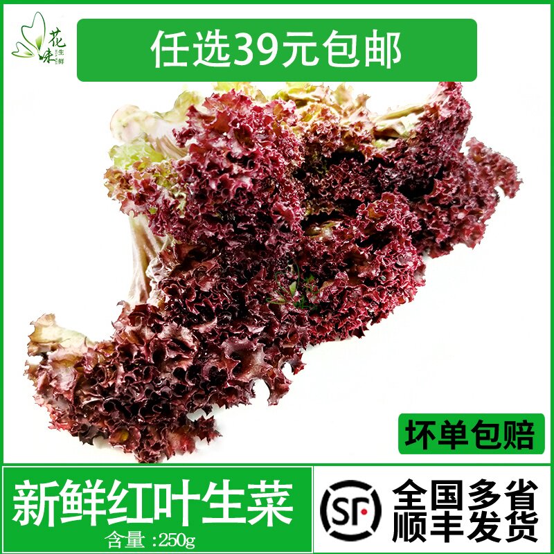 红叶生菜 罗莎红 紫叶生菜 新鲜蔬菜沙拉烤肉食材色拉菜250g包邮