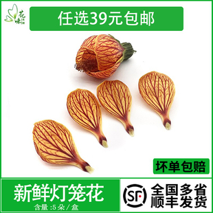 新鲜花草鲜花 灯笼花 风铃花 金玲花5朵酒店西餐日料摆盘装饰点缀