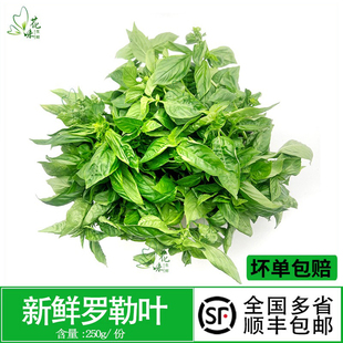 新鲜蔬菜罗勒叶 可食用制作香料青酱调料甜罗勒西餐食材摆盘装饰