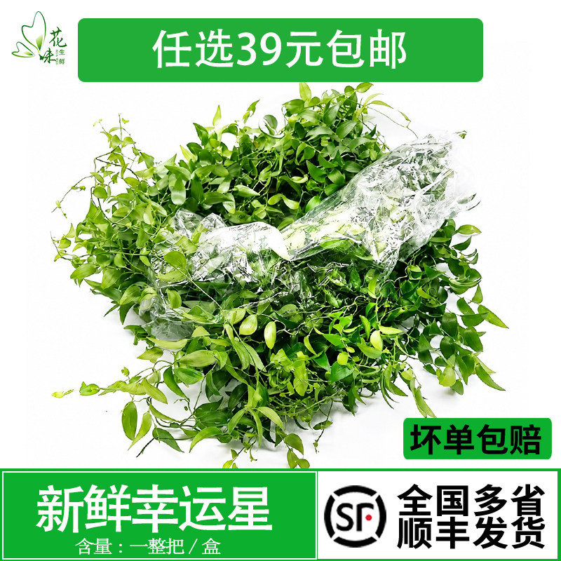新鲜一整把幸运星阔叶摆盘装饰
