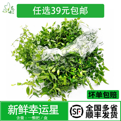新鲜一整把幸运星阔叶摆盘装饰