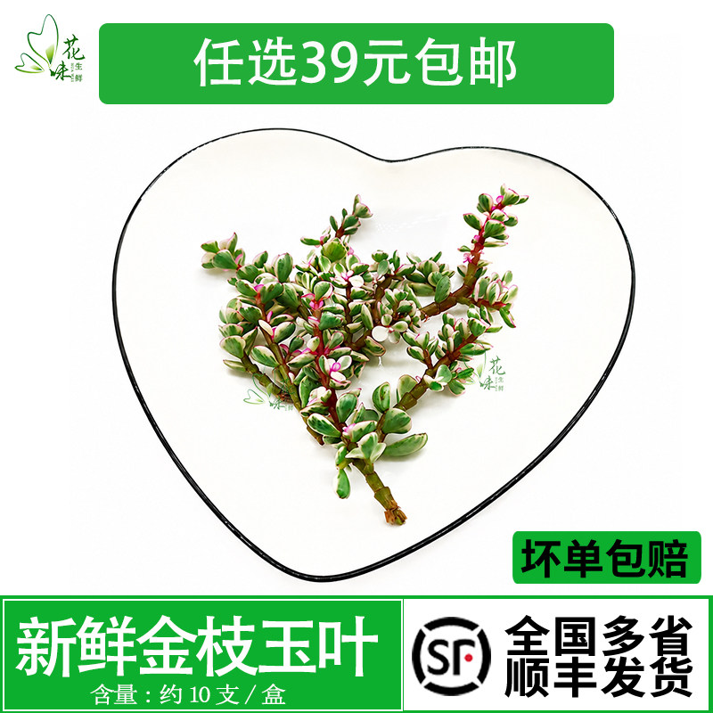 新鲜金枝玉叶 马齿苋一盒10支 酒店餐饮盘饰花 摆盘装饰点缀