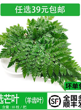 新鲜杨子叶 高山羊齿叶 芒叶10支 花草酒店西餐烘焙摆盘装饰点缀