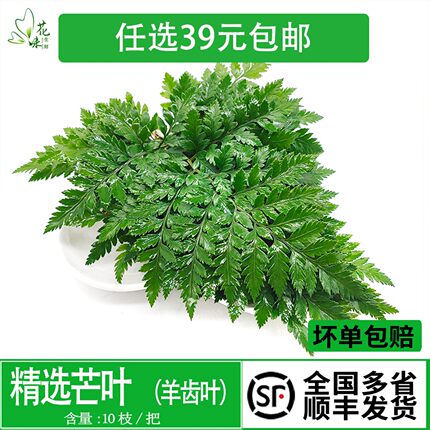 新鲜杨子叶 高山羊齿叶 芒叶10支 花草酒店西餐烘焙摆盘装饰点缀