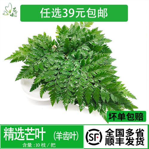 新鲜高山羊齿烘焙摆盘装饰新鲜