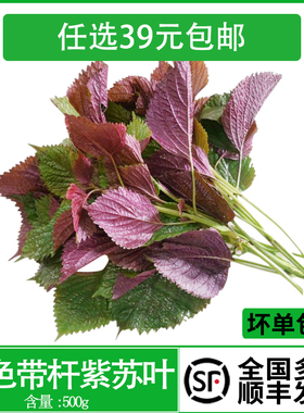 新鲜现摘紫苏叶带杆食用紫苏500g香料龙虾鱼蟹调料提香去腥调味