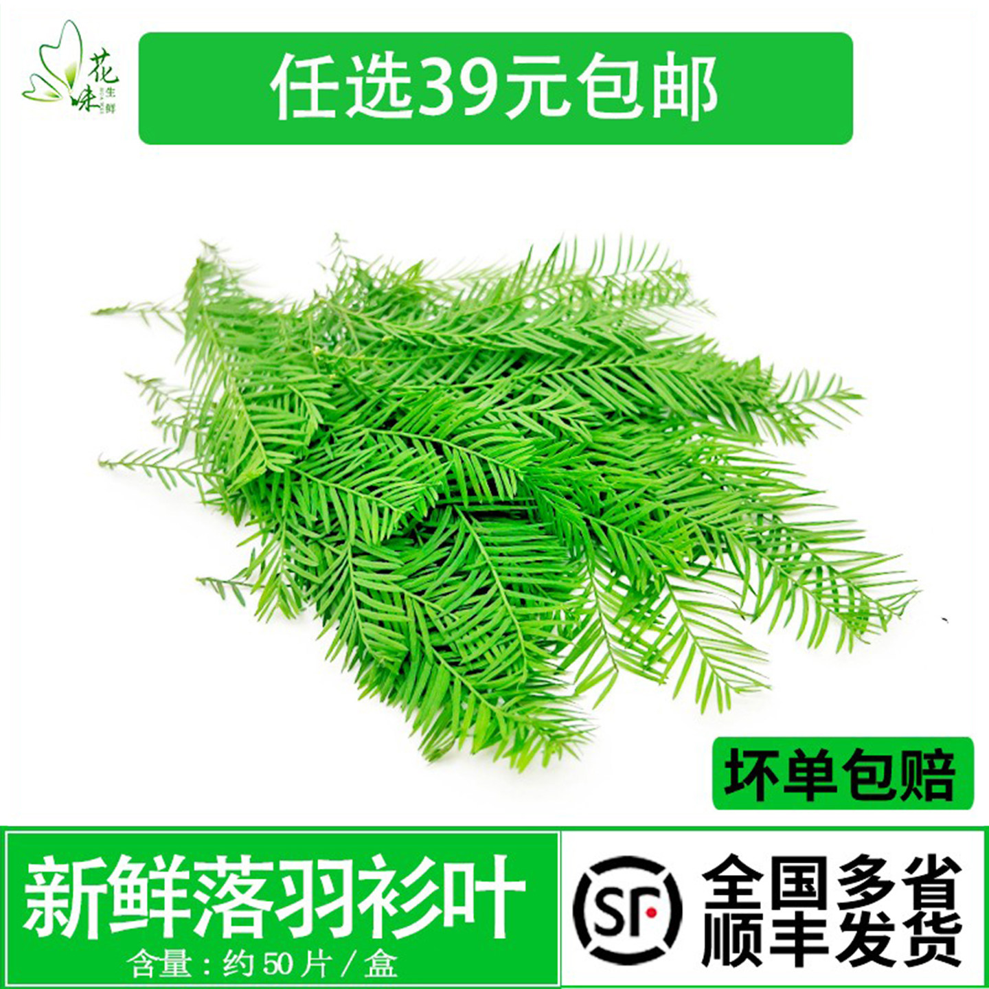 新鲜 落羽杉叶约50片 西餐酒店摆盘花草冷意烘焙酒水装饰点缀