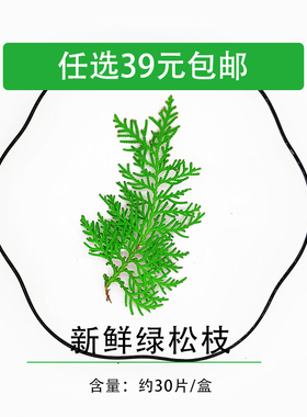 松树叶新鲜 绿松 松枝 30片/盒日料料理西餐餐饮摆盘装饰
