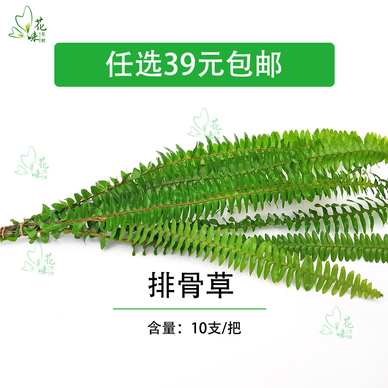 排骨草新鲜采摘食用花西餐