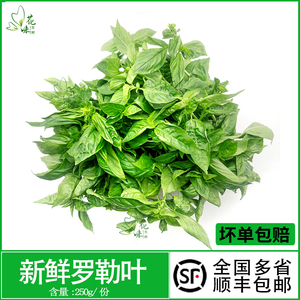 新鲜蔬菜罗勒叶 可食用制作香料青酱调料甜罗勒西餐食材摆盘装饰