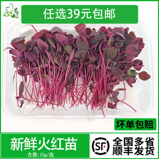 新鲜蔬菜火红苗 安曼红 斯卡纳苗食用 芽苗菜酒店西餐摆盘装饰