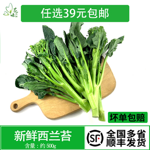 新鲜蔬菜西兰苔 青花苔西蓝苔  迷你小西兰花苔青花菜约500克现货