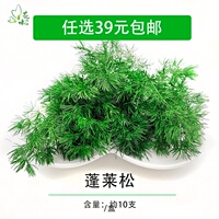 新鲜 蓬莱松 松针 松树针叶一盒约10支 酒店西餐餐饮摆盘装饰