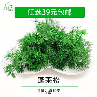 新鲜 蓬莱松 松针 松树针叶一盒约10支 酒店西餐餐饮摆盘装饰