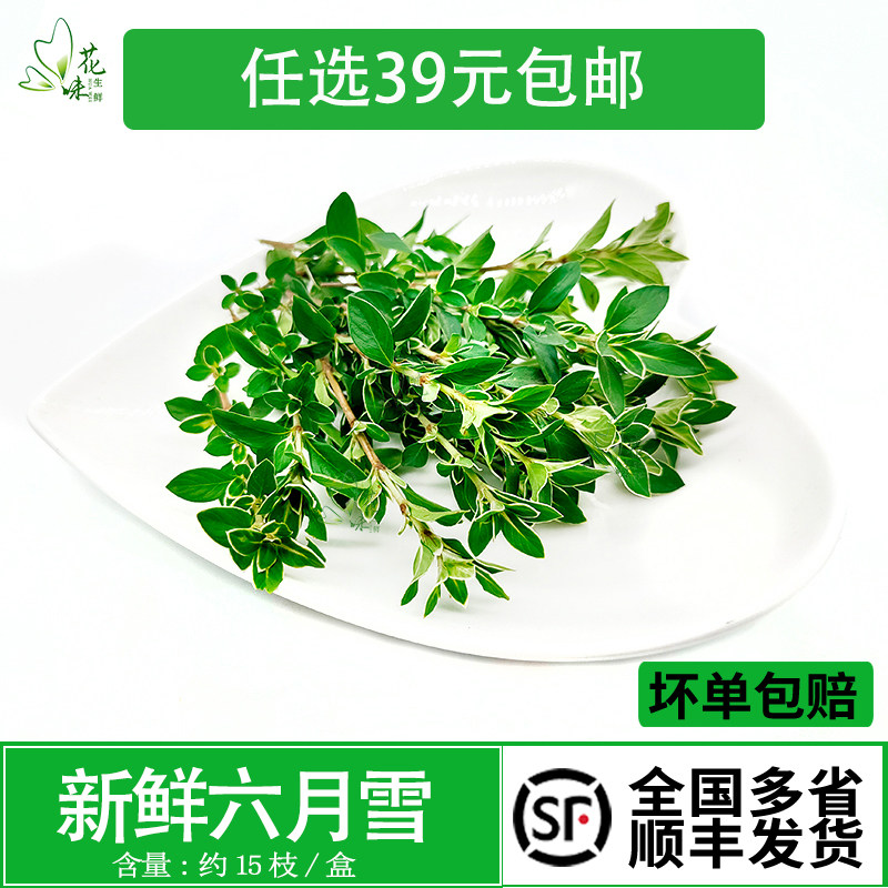 西餐酒店日料冷菜摆盘装饰点缀