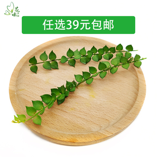 新鲜纽扣藤 串钱藤 非千叶兰 酒店西餐日料摆盘装饰点缀10条