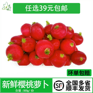 新鲜樱桃萝卜红皮迷你小水萝卜红萝卜小红圆萝卜脆甜西餐装饰点缀