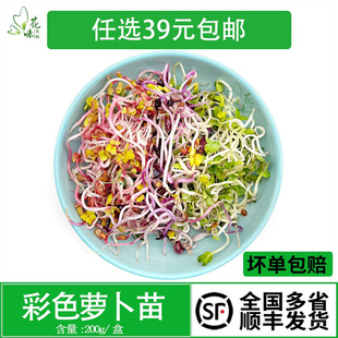 新鲜蔬菜七彩萝卜苗 翡翠萝卜芽 可食用芽苗菜200g西餐酒店冷菜