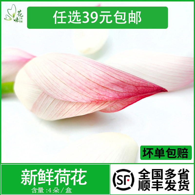 新鲜荷花日料西餐摆盘装饰点缀