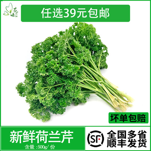 新鲜荷兰芹反西蕃茜法酒店饭店