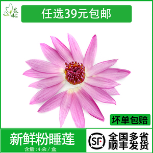 粉睡莲花瓣 新鲜莲花 可食用 荷花 4朵 酒店西餐花草摆盘装饰点缀