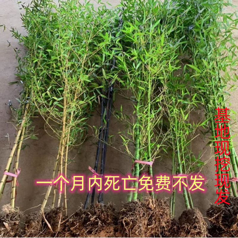 竹子苗庭院四季常青耐寒植物观赏大型竹子盆栽紫竹苗黄金竹耐旱怎么样,好用不?