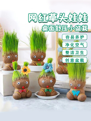 幼儿园创意小盆栽 植树节礼物 草头娃娃开花植物儿童水培绿植景观