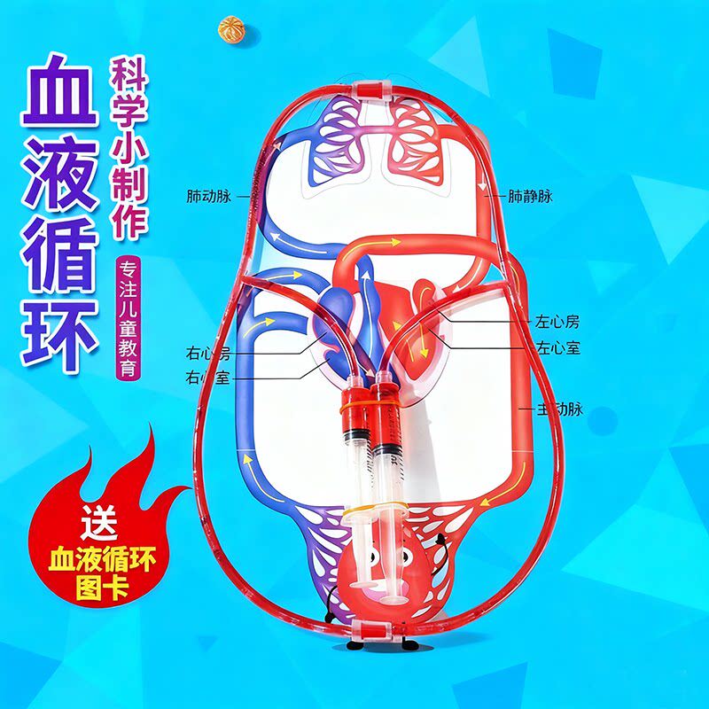 血液循环模型认识人体器