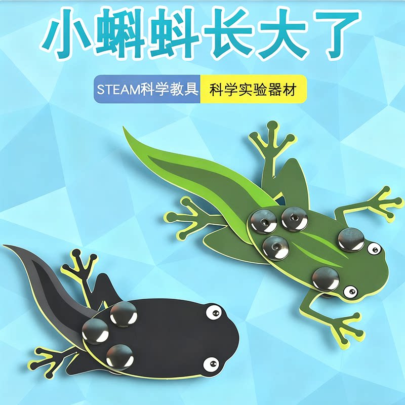 蝌蚪长大了diy青蛙过程